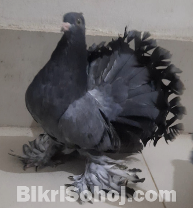 Pigeon / Kobutor / কবুতর / লক্ষ্যা